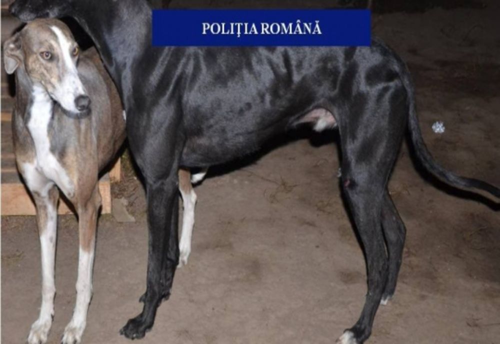 42 de câini ogari şi 12 pui, ridicaţi în urma percheziţiilor la braconieri din Ilfov şi Giurgiu