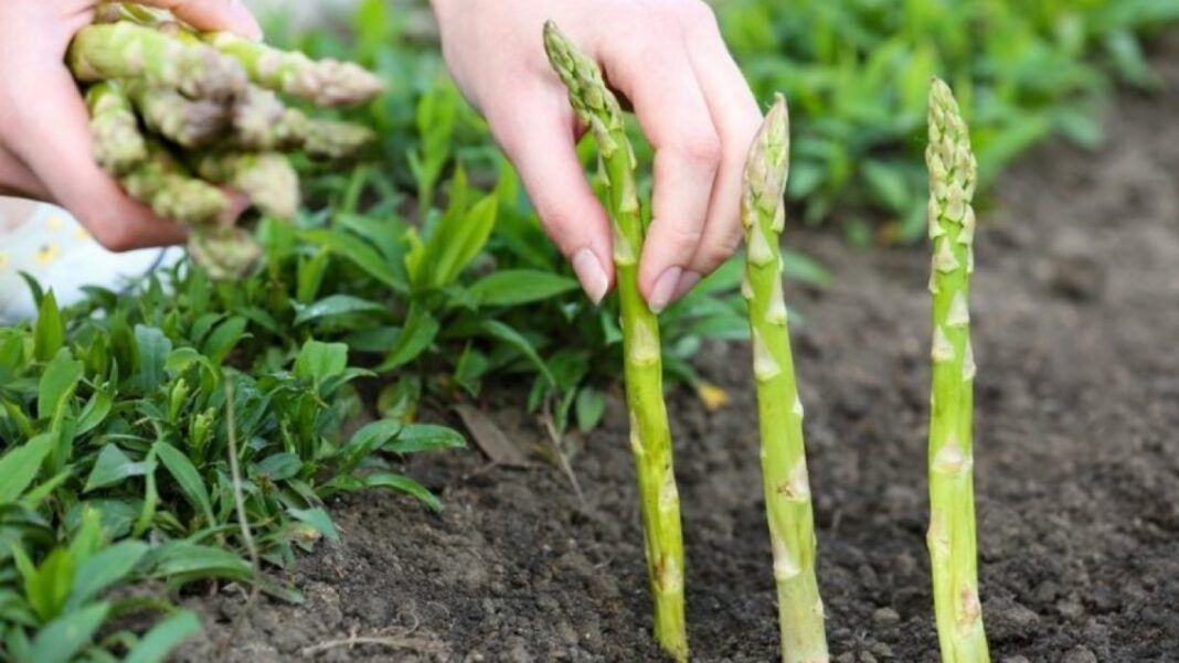 Criză pe câmpurile din Germania: românii nu mai vor să culeagă sparanghel