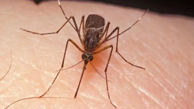 virusul west nile