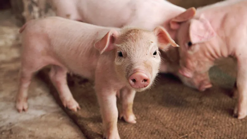 porci
