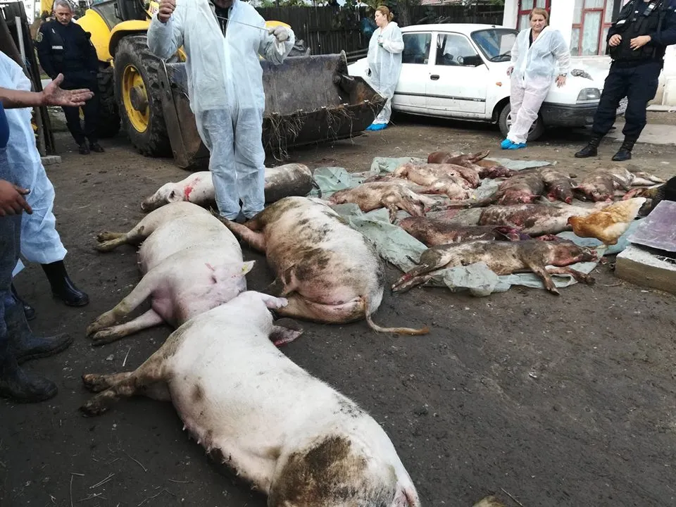 porci ucisi