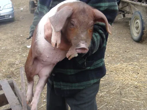 porc-