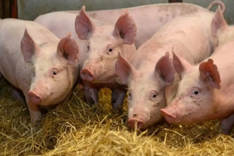 porci pesta