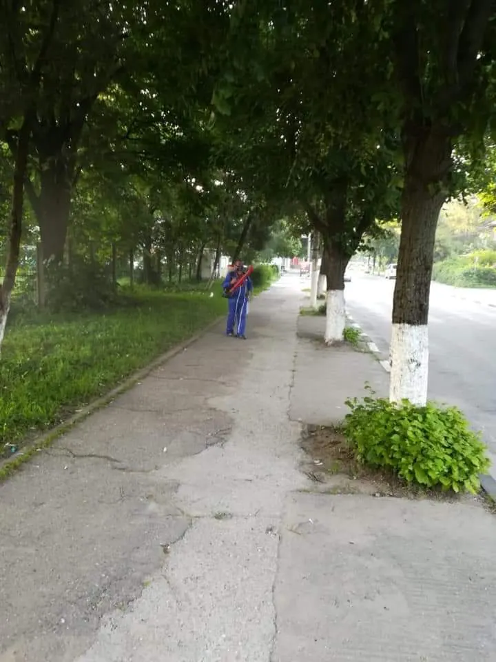 dezinsecție