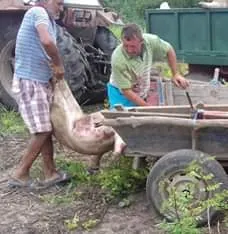 furt porci