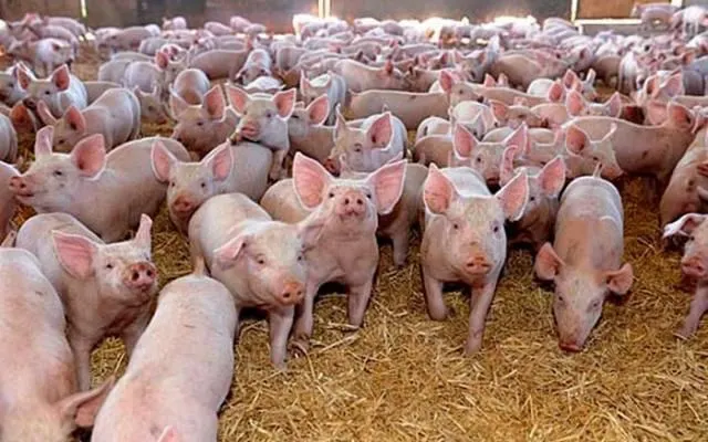 Ferma-de-porci