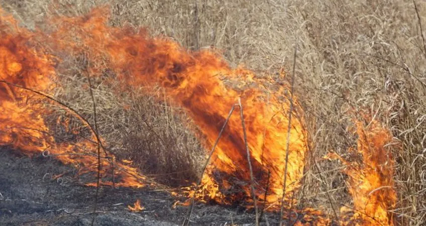 incendii de vegetație