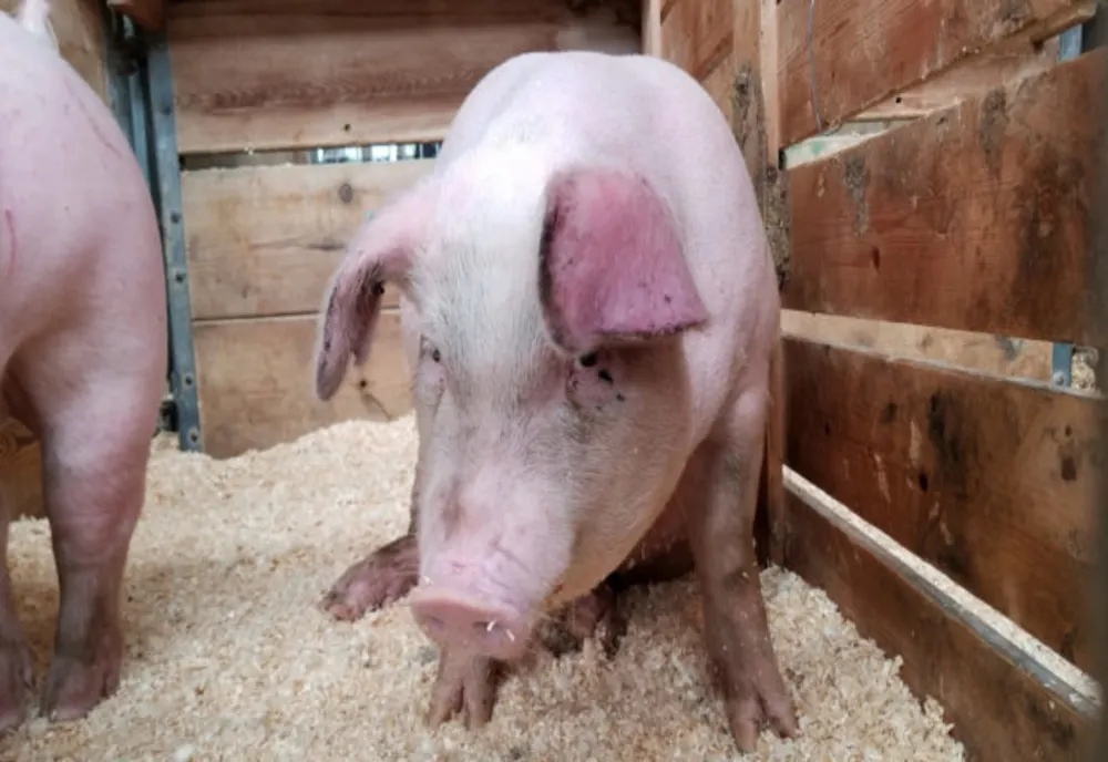 În județul Giurgiu mai este activ un singur focar de pestă porcină, în gospodăriile populației