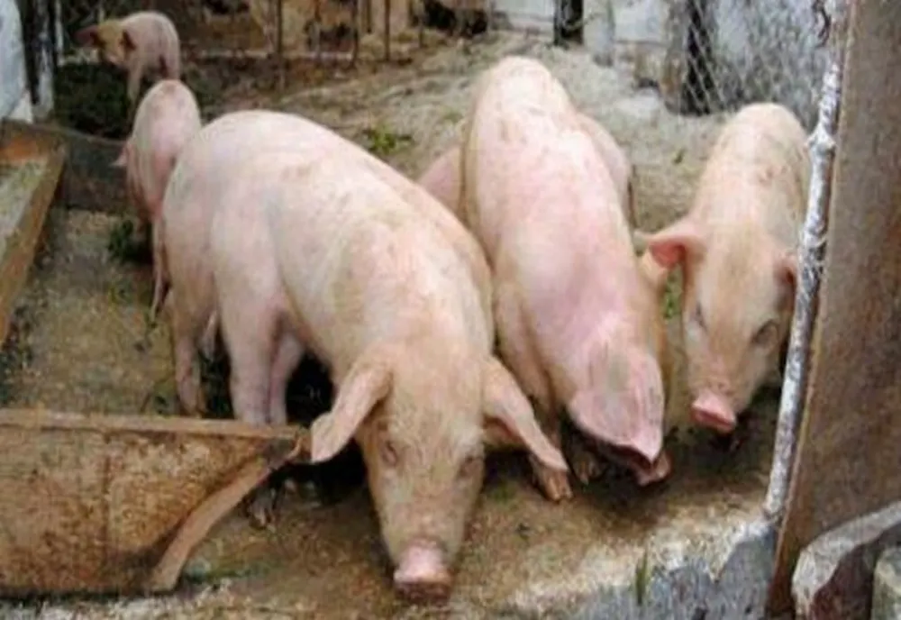 A apărut noi focare de pestă porcină în județul Giurgiu 