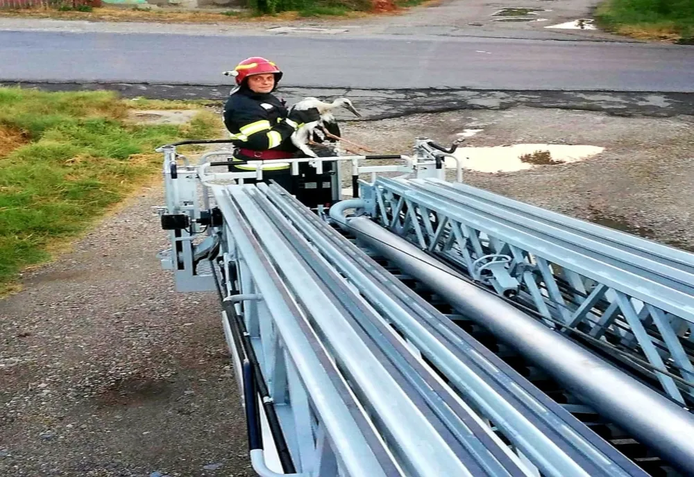 Giurgiu. Pui de barză, salvat de pompieri după ce căzut din cuib