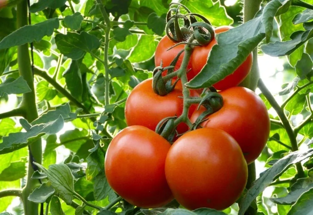 Mai mulți bani pentru sprijinul cuplat la legume în sere și solarii. De unde vin fondurile