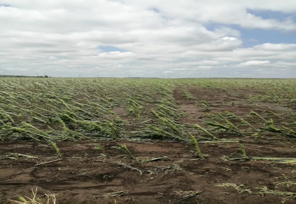 Grindina a făcut prăpăd, în Giurgiu! Mii de hectare cultivate au fost afectate