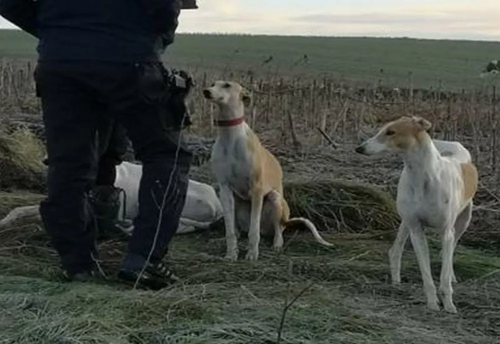 Giurgiu. Trei bărbaţi cercetaţi pentru braconaj cinegetic