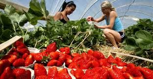 cules capsuni Spania