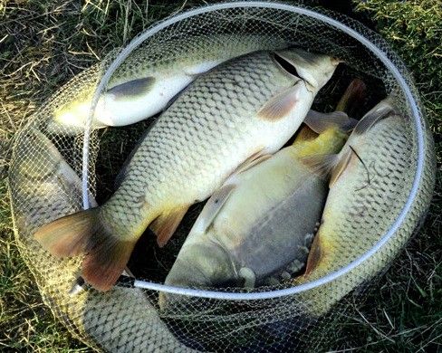 peste-consum-viu-crap_671