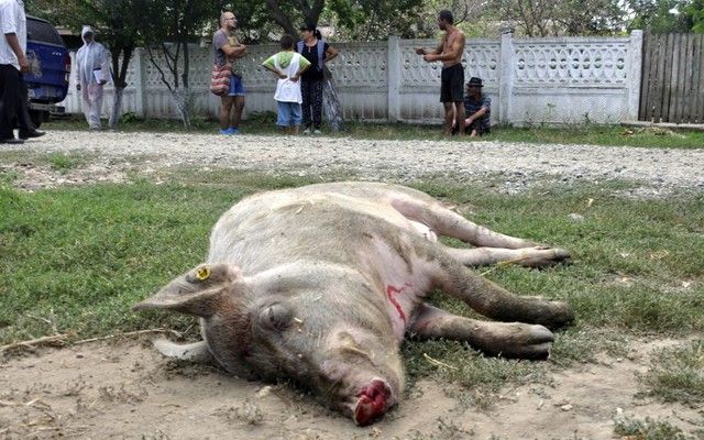 porci morti