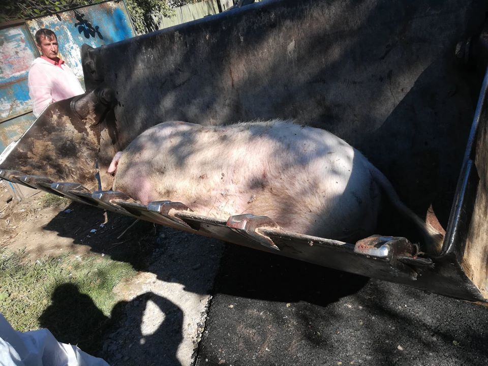 porci ucisi Branistari