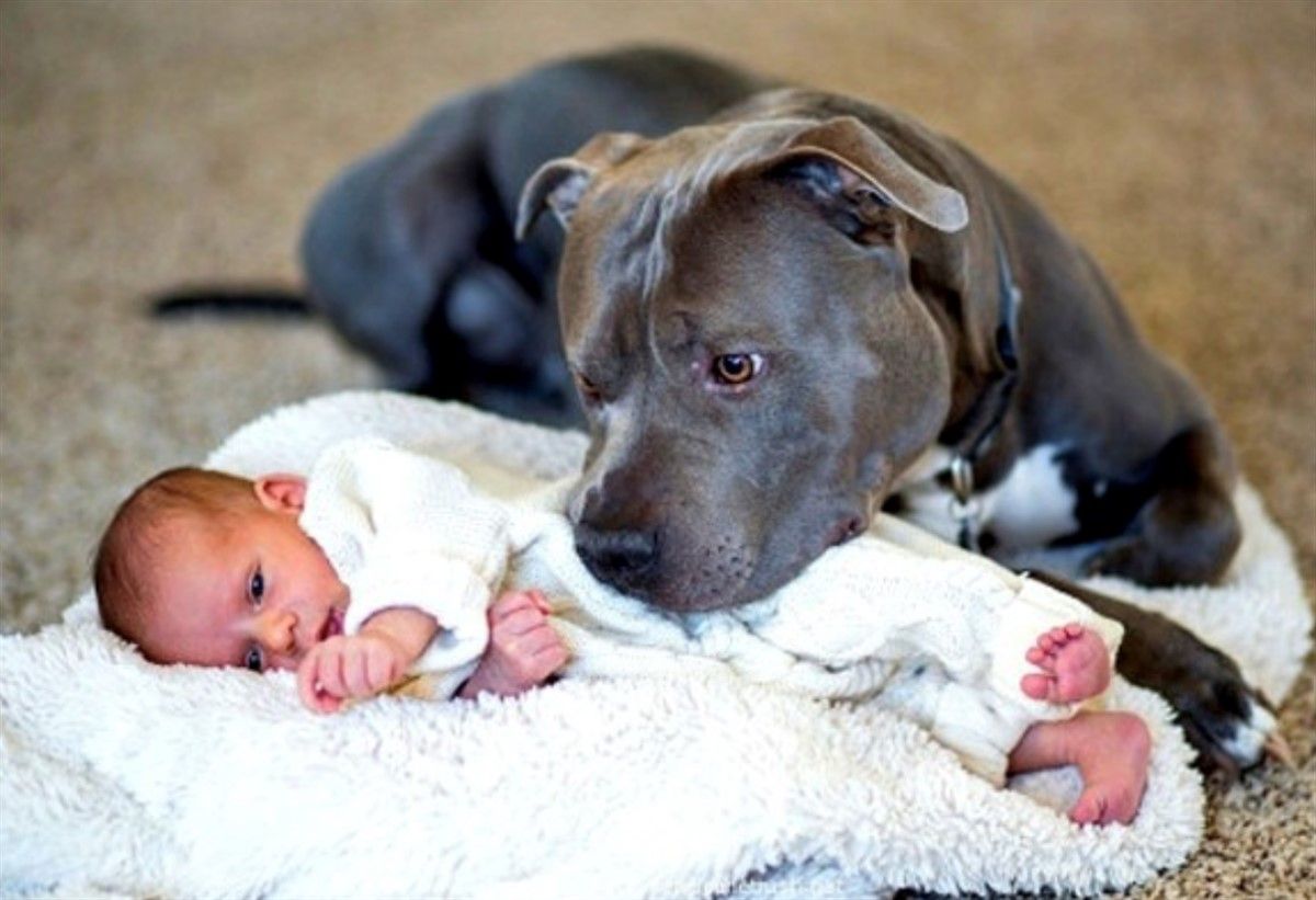 copil-si-caine-pitbull_1200x821