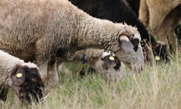 pesta micilor rumegătoare