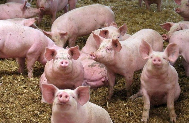 pesta-porcina-giurgiu