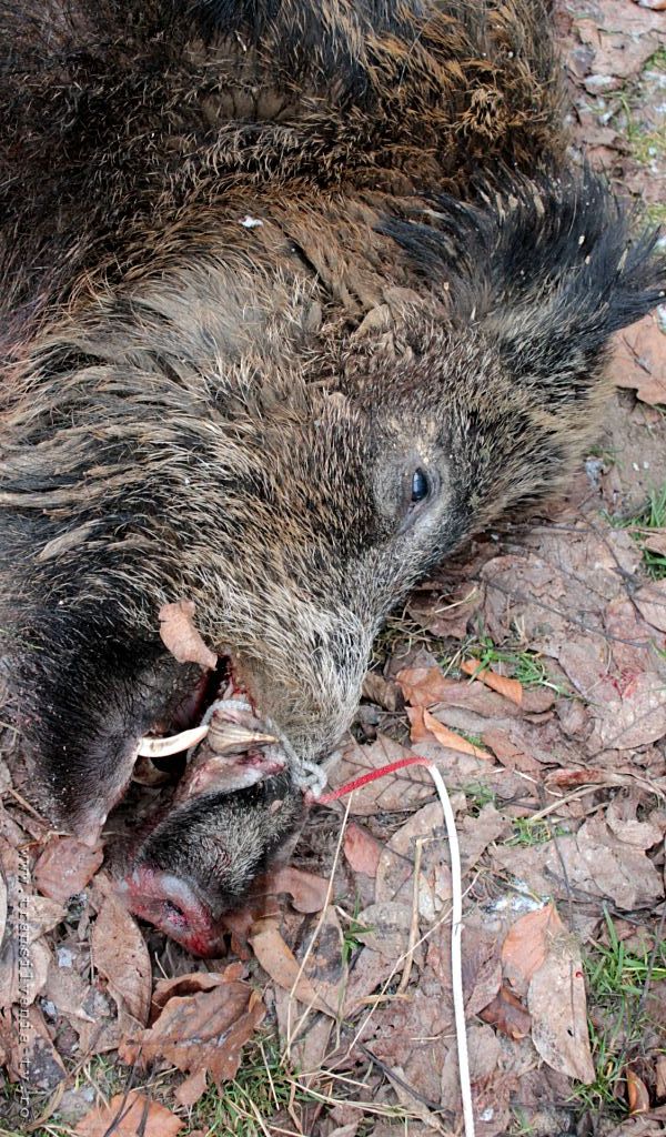 pesta porcină la mistreti