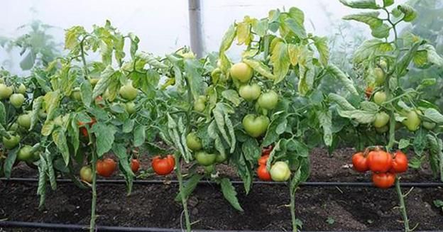 programsprijinpttomate