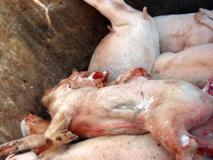 pesta porcină africană