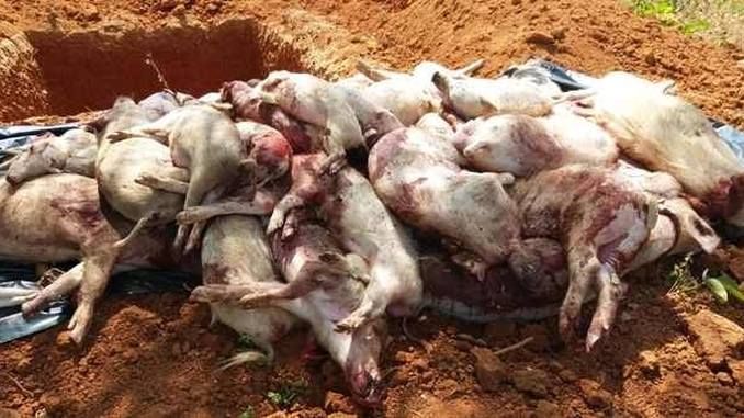 pesta porcină africană