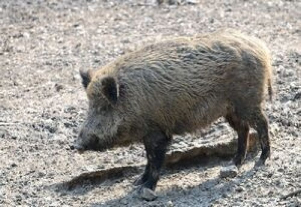 Femeie atacată de un mistreț, la Prundu