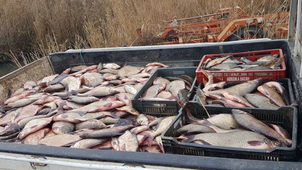 37 de tone de pește confiscate în urma unor acțiuni ale polițiștilor pentru prevenirea braconajului piscicol