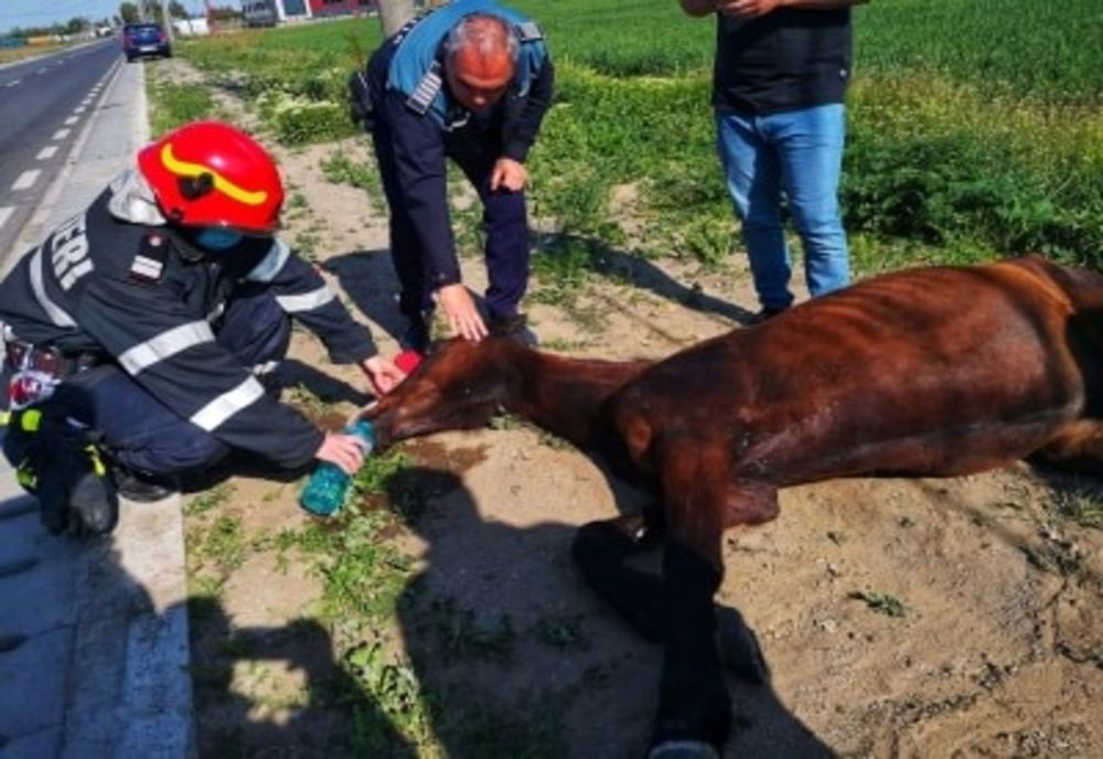 Cal căzut într-o rigolă, salvat de pompierii giurgiuveni 