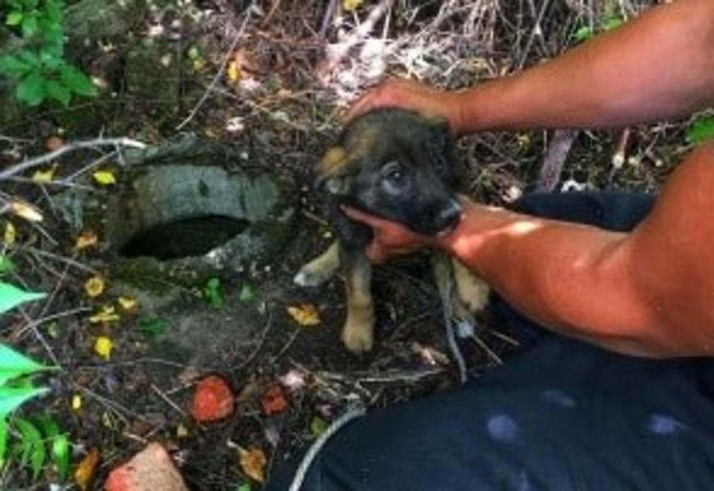 Cățel salvat dintr-o fântână dezafectată 