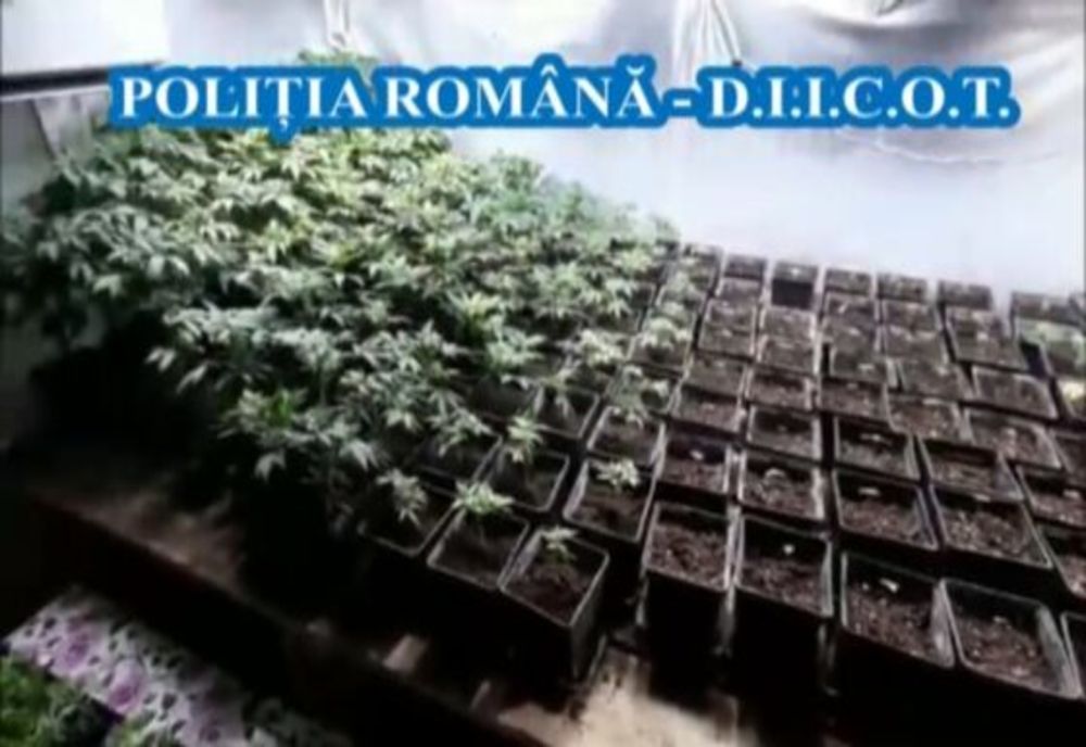 Patru bărbați din județul Giurgiu, arestați preventiv pentru constituirea unui grup infracțional organizat și trafic de droguri  