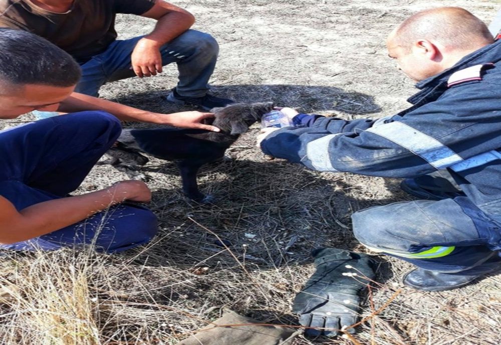 Pompierii giurgiuveni au salvat un cățel căzut într-o fântână