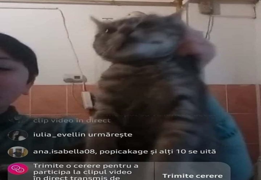 Un băiat din Giurgiu s-a filmat în timp ce tortura un pisoi. Poliția a deschis dosar penal