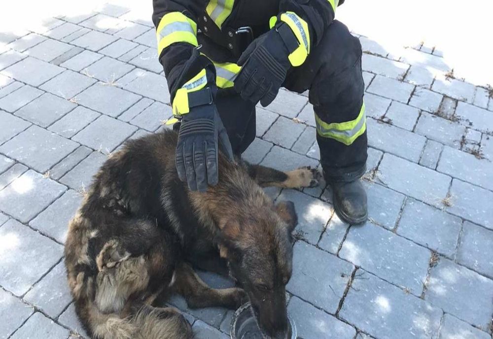 Câine scos de pompierii giurgiuveni dintr-un canal 