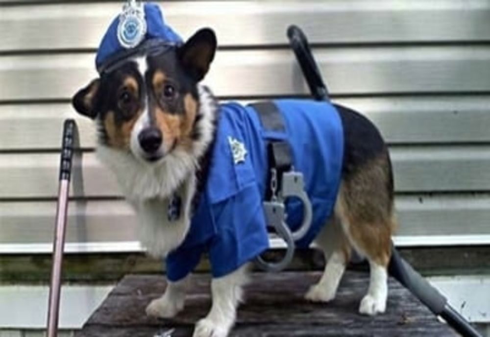 Bătaie pe posturi în IPJ Giurgiu. Peste 16 candidați pe loc