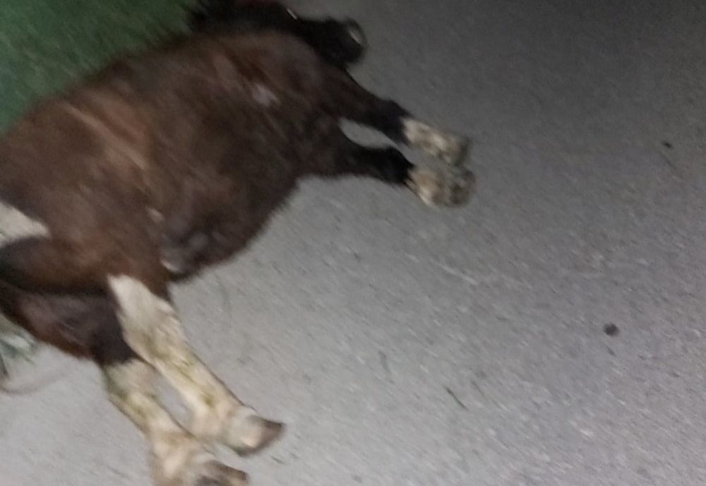 Accident rutier pe DN 5 C, la intrare în Malu, O mașină a lovit mortal un ponei