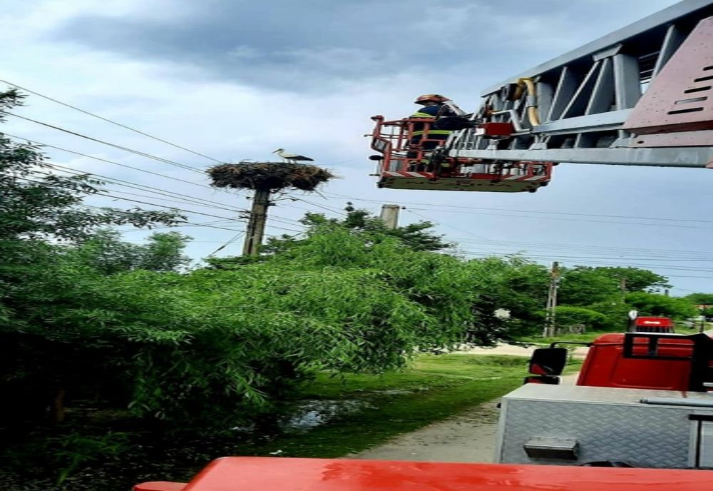 Giurgiu. Pui de barză, salvat de pompieri, după ce a căzut din cuib