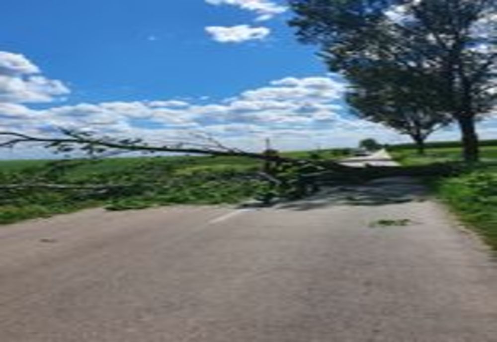 Drum județean blocat de un copac doborât de vânt