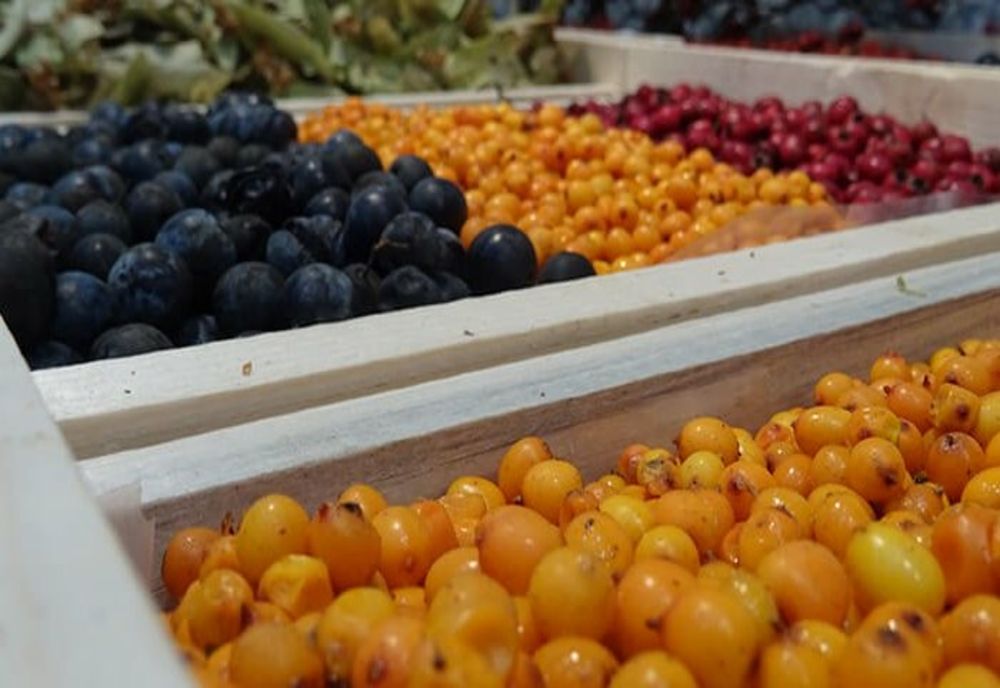 Romsilva scoate la licitație aproape 2.800 de tone de fructe de pădure