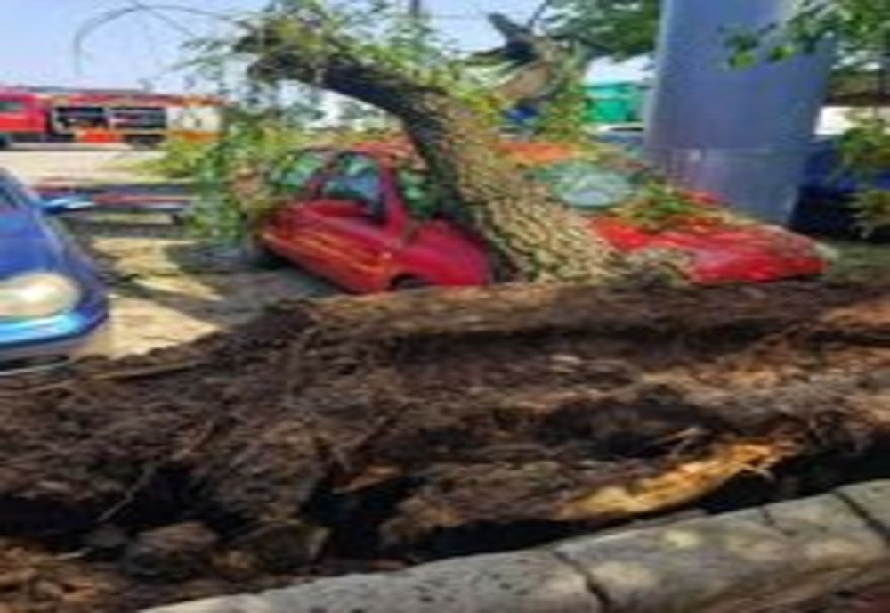 Giurgiu. Un copac a căzut peste un autoturism, pe A1, București-Pitești