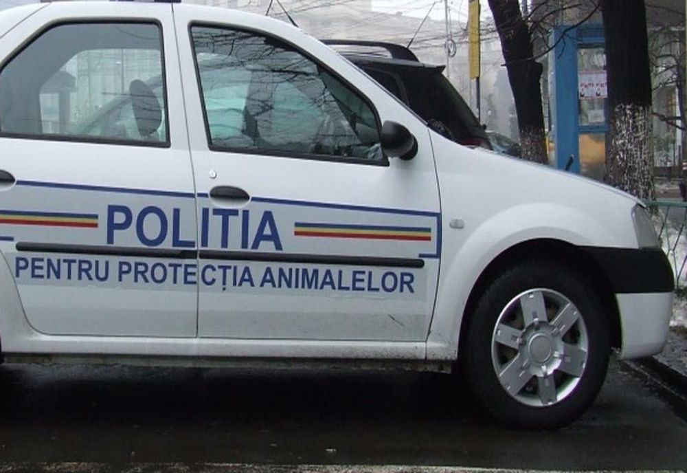 Giurgiu. Câine lăsat fără apă și hrană, salvat de polițiști. Ce amendă a primit stăpânul