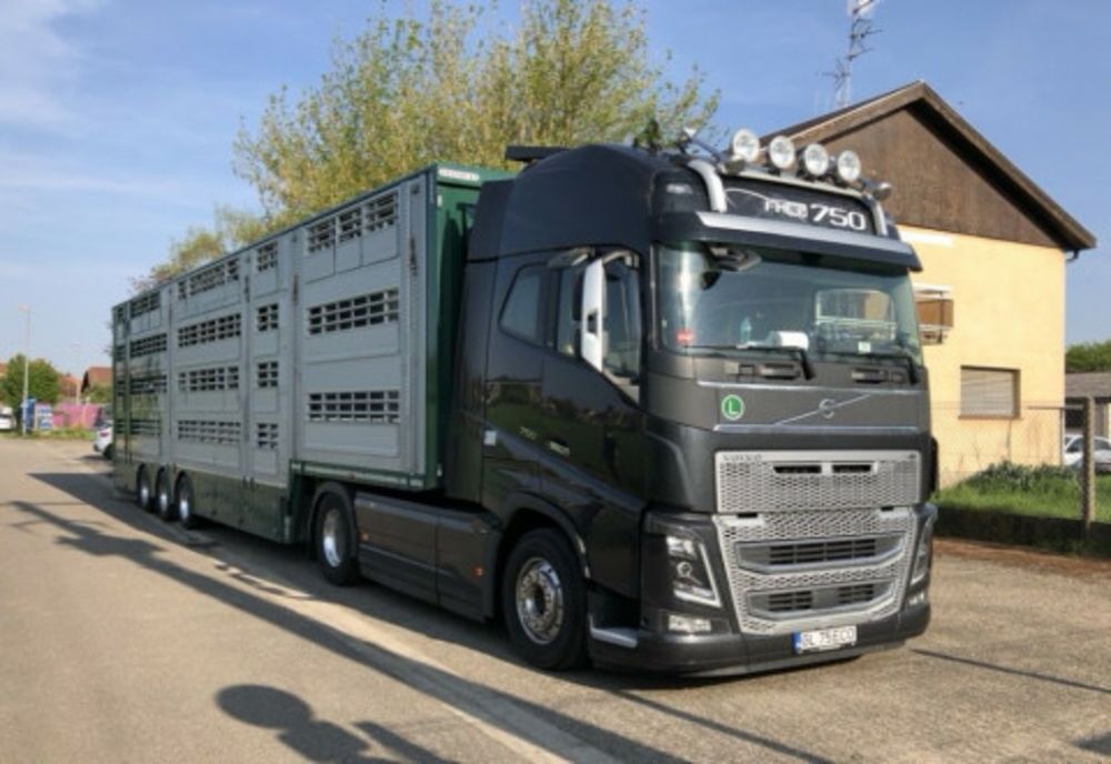 Giurgiu. Transport cu peste 200 de oi, oprit din drumul său de polițiști și inspectorii DSV 