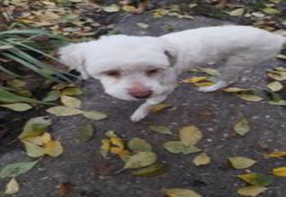 Găsit câine mascul, bichon, în zona unităţi de jandarmi