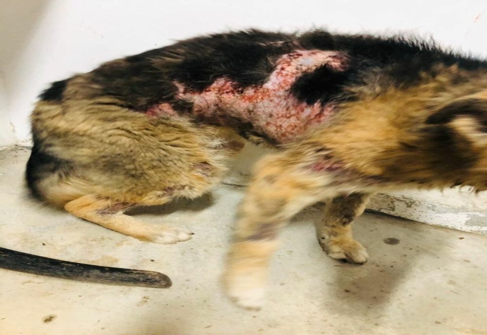 Căţel grav rănit, salvat de Protecţia Animalelor Giurgiu