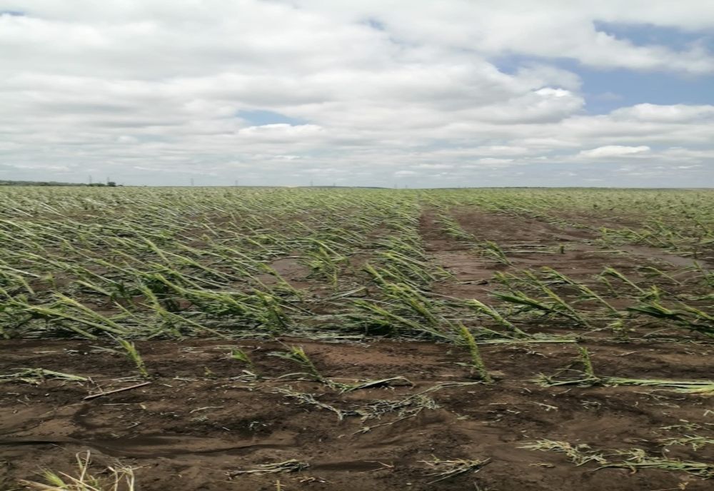 Grindina a făcut prăpăd, în Giurgiu! Mii de hectare cultivate au fost afectate