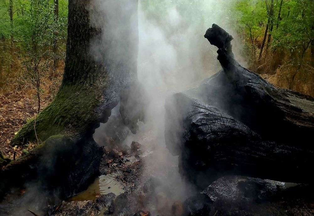 Patru stejari au ars, în această dimineață, în pădurea Guțu din localitatea Slobozia