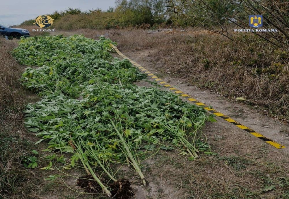 Doi bărbaţi din Iepureşti, reţinuţi pentru trafic de droguri. Aceştia ar fi înfiinţat o cultură de cannabis