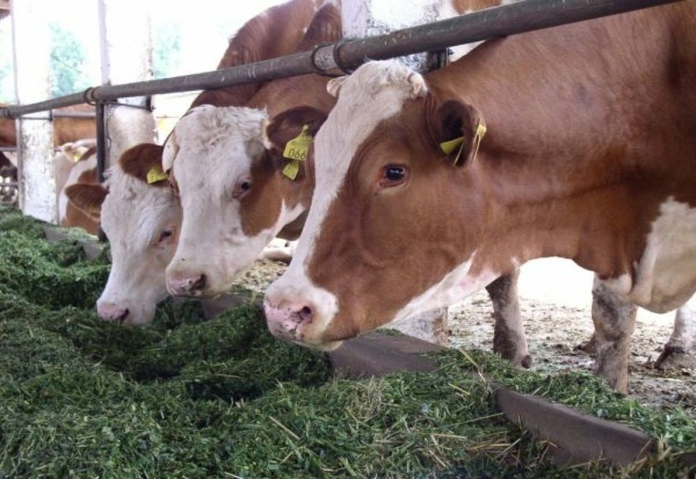 Fermierii români își vând vacile, din cauza furajelor scumpe și a prețului mic al laptelui